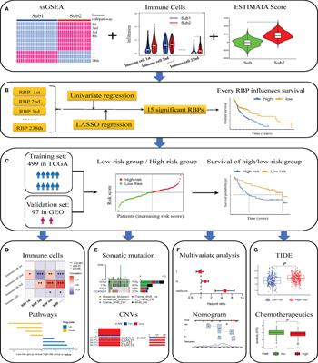 The Prognostic Signature of Head and Neck Squamous Cell Carcinoma Constructed by Immune-Related RNA-Binding Proteins